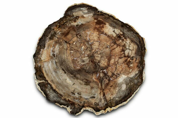 Colorful Petrified Wood (Araucaria) Round - Madagascar #325544